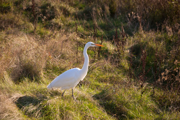 great white heron