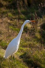 great white heron
