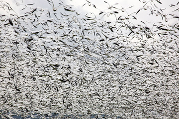 birds fly