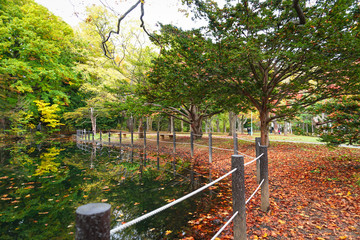 Autumn season at Maruyama Park
