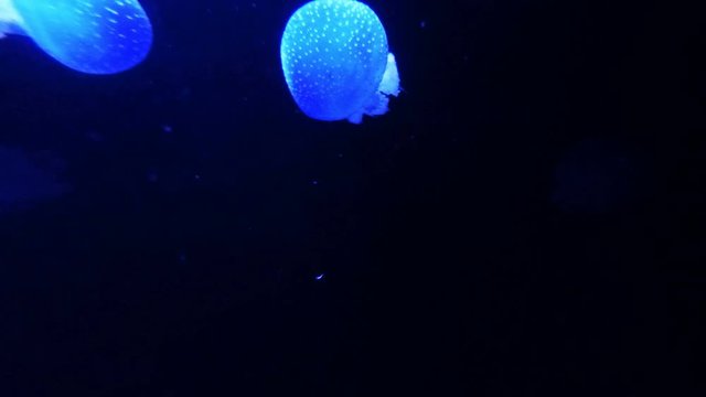 jellyfish in the dark ocean