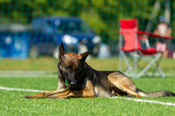 Dog at the Agility Competition