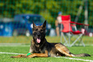 Dog at the Agility Competition