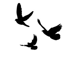 flock of birds flying, silhouette