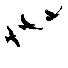 silhouette, dove flying, lilac flock of birds