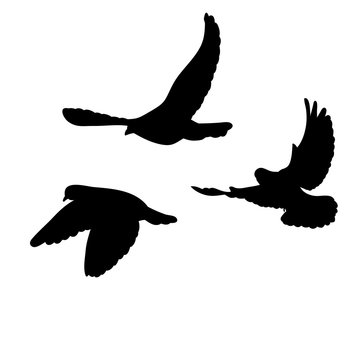 vector, isolated, black silhouette of flying pigeons