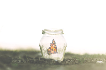 Obraz na płótnie Canvas colorful butterfly trapped in a jar