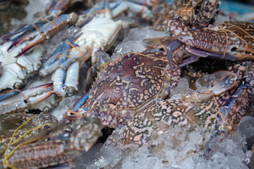 Fresh living Flower crabs sell on the market.