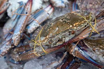 Fresh living Flower crabs sell on the market.