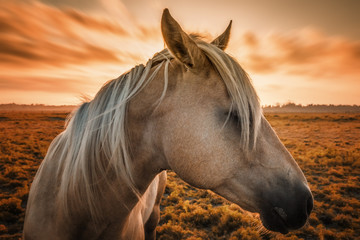 Horse Portrait at Sunset in Northern California. - 233699506