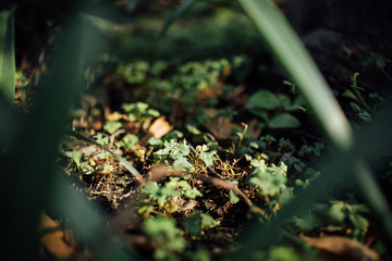 Tiny clover fern on the ground with sunlight.