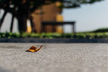 Fototapeta na wymiar Yellow dried fallen leaf on the cement floor.