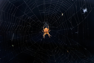Red spider on a spider web on dark background. European garden spider. Scary insect in the wild