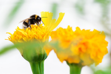 Honey bee pollinate yellow flower. Seasonal natural scene.