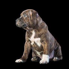 cute brown english staffordshire bull terrier puppy looking up on dark background, close-up 
