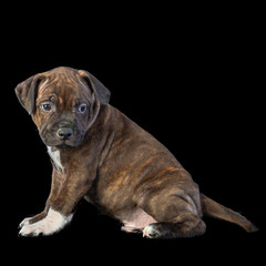 Fototapeta na wymiar cute brown english staffordshire bull terrier puppy looking up on dark background, close-up 