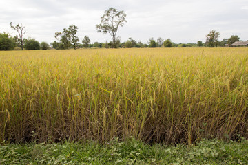 Rice field in Laos