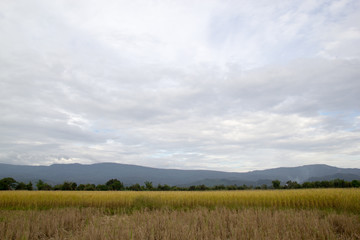 Rice field in Laos