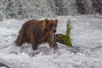Grizzly bear in Alaska Katmai National Park hunts salmons (Ursus arctos horribilis)