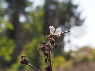 dragonfly with transparent wings on a field plant
