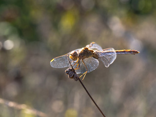 dragonfly with transparent wings on a field plant