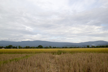 Rice field in Laos