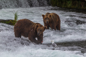 Grizzly bear in Alaska Katmai National Park hunts salmons (Ursus arctos horribilis)
