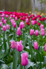 Obraz premium Pink tulips flowers blooming on background red tulips flowers.