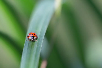 coccinelle