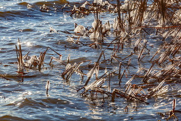 the first ice on grass