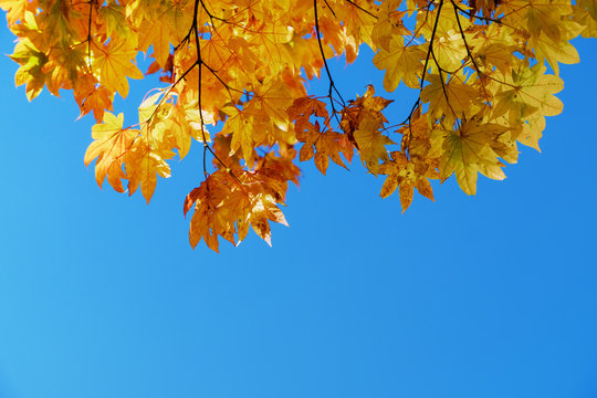 Fall and Autumn Season Concept, Look above the Sky shot, Closeup of Maple Leaves in Sunny Day