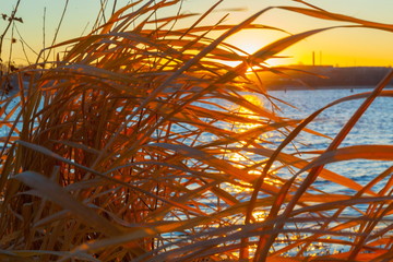 grass in the wind and sunset