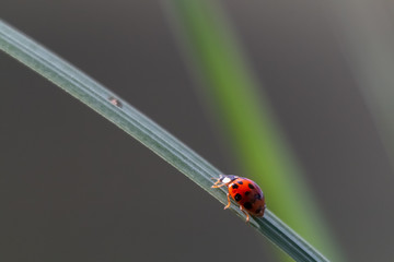 coccinelle