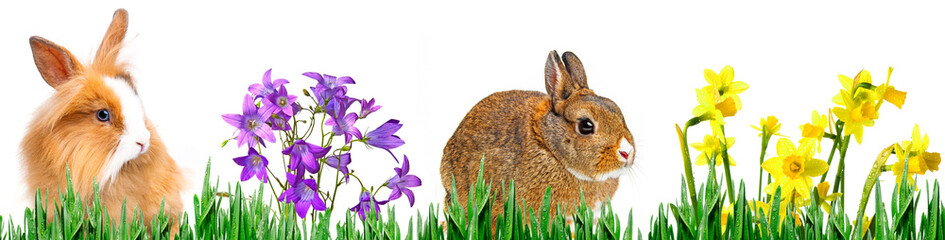 Naklejka na ściany i meble little baby rabbits sitting in grass on a white background