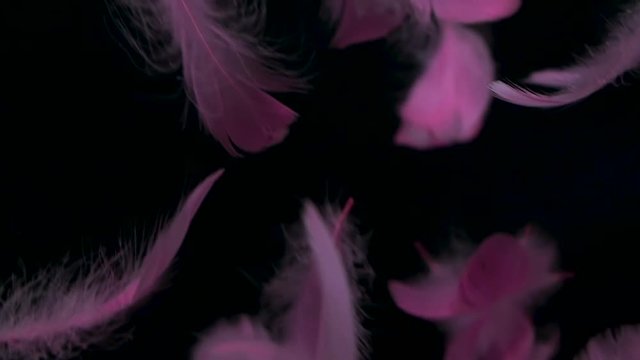 soft pink feather falling down on black background , sweet and soften relaxation concept