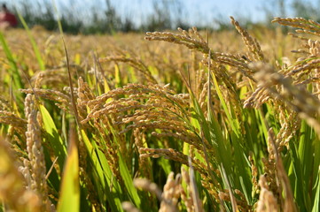 Mature rice in the field