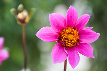 Fototapeta premium ピンク色のダリア