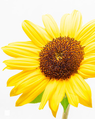 sanflower