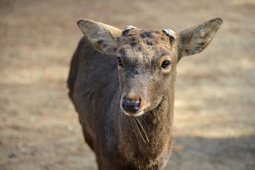 A deer looks right at the camera and enjoy visitors to Nara Park purchase treats from vendors to feed to the tame creatures. Sika Deer enjoy protected status at Nara Park, Japan