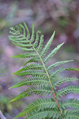 fern in the forest
