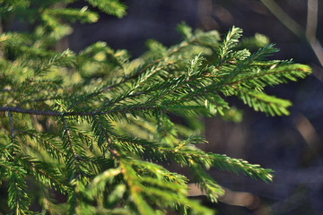 green branch of a tree