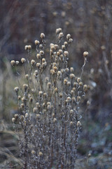 dry grass and flowers
