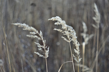 dry grass and flowers