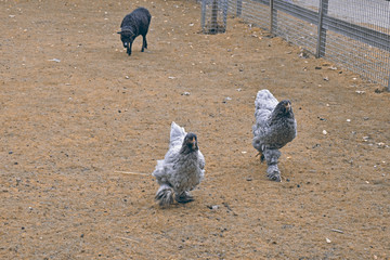 Fototapeta premium grey, black chicken in grass this is a large breed.