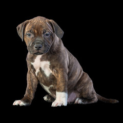 Obraz premium cute brown english staffordshire bull terrier puppy looking up on dark background, close-up 