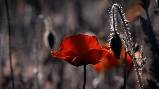 Creating a mood.Transparent red in the poppy petals.A light wind blows the poppy bud.The flower is odorless.Reflection of light in the poppy petals.