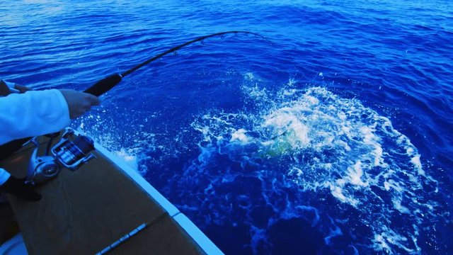 Big Mahi mahi fish fighting, splashing, and jumping as fisherman reel in, SLOWMO