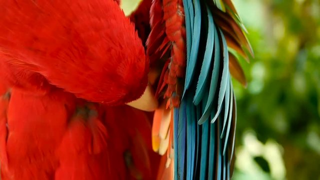 Close up of Red Amazon Scarlet Macaw parrot or Ara macao, in tropical jungle forest. Wildlife Colorful selective focus portrait of bird with vibrant feathers from exotic nature.