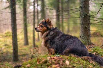 Portrait of dog in forest.