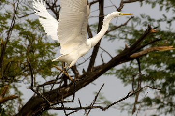 Grande Aigrette,. Ardea alba, Great Egret